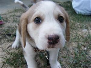 Spy on Android Camera