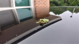 Best Spying Apps for Android Free