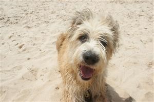 Spybot Search and Destroy Free Download for Android