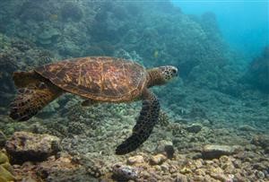 Spy Listening App for Android