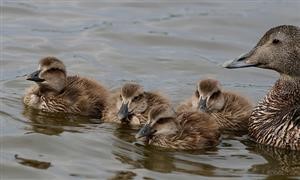 Check for Spyware on Android Phone