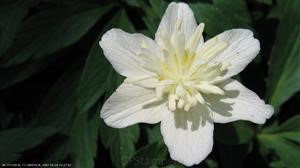 Android Spy Remote Microphone