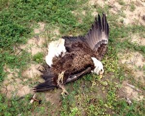 Best Android Spyware Scanner