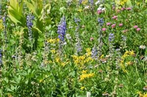 Spy App Android Github