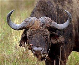 Spy Call Recorder App for Android